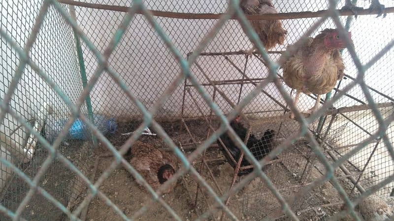 hen cage and 4 aseel murgiyan 5