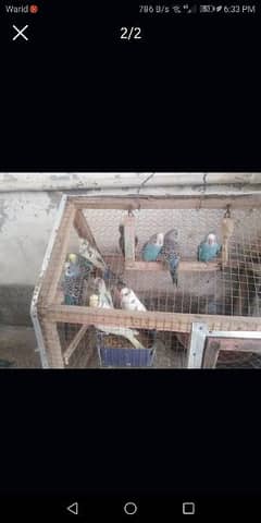 on whole sale rate single pice budgies for sale