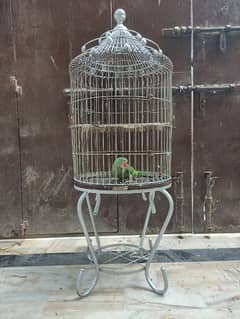 Pahari Parrot For Sale