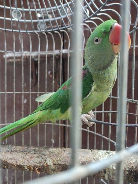 Pahari Parrot For Sale 1