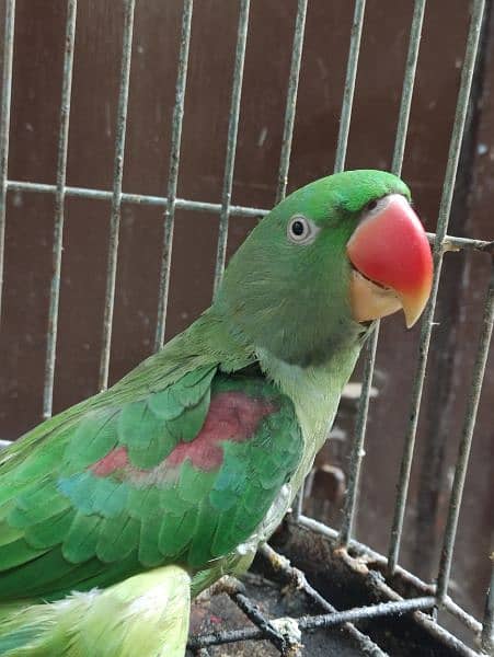 Pahari Parrot For Sale 2
