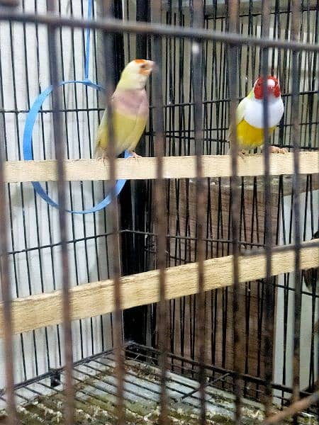 Lutino Gouldian Finch - Finches - 1080578891