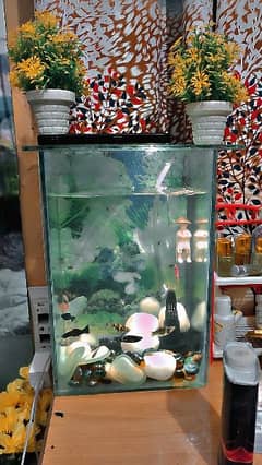 fish aquariums for sale