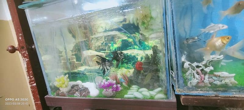 fish aquariums for sale 19