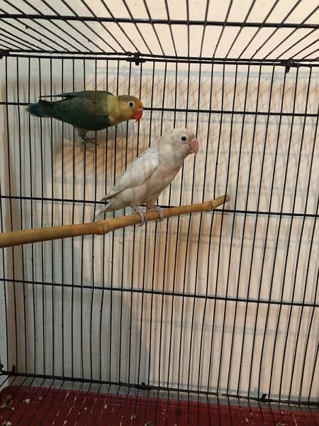 Parblue Split Ino Male x Albino split Ino female Breeder Pair - Parrots ...