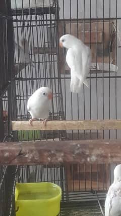 Albino
