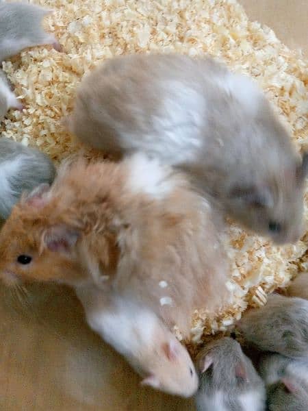 gray white hamsters bybies 1500 pkr/1 brown white baby 2500/1 8