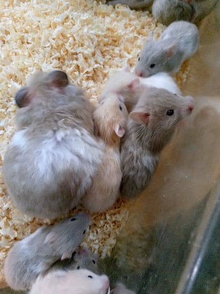gray white hamsters bybies 1500 pkr/1 brown white baby 2500/1 9