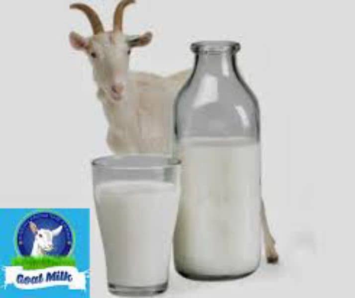 goat milk 0