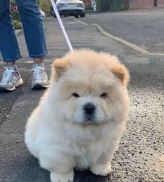 chow chow puppies available for sale