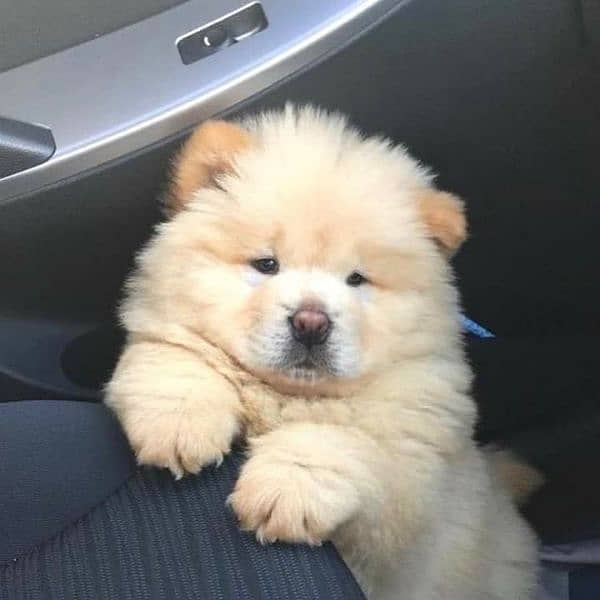 chow chow puppies available for sale 2