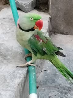 parrot