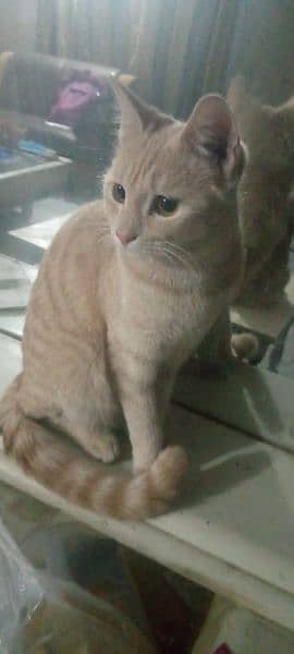 cat for sale