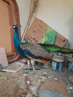 Beautiful Male Peacock for Sale