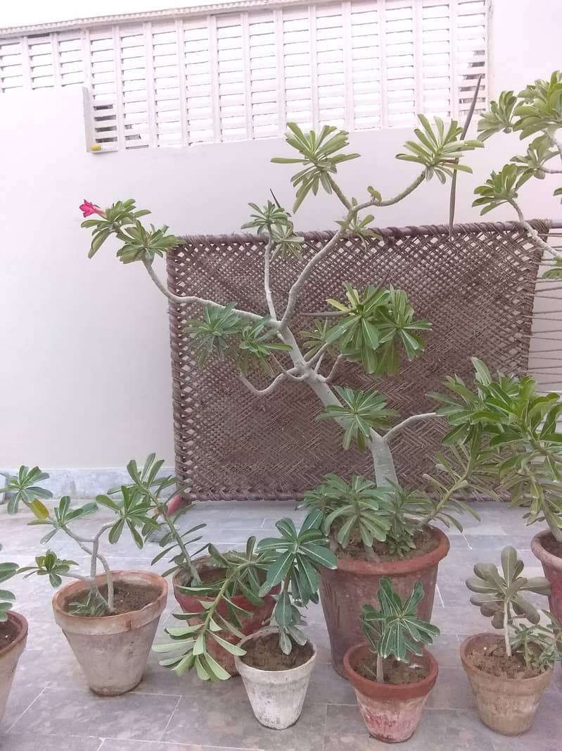 Plants Pots. 0