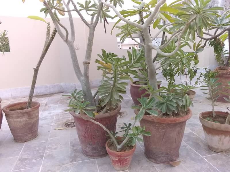 Plants Pots. 1