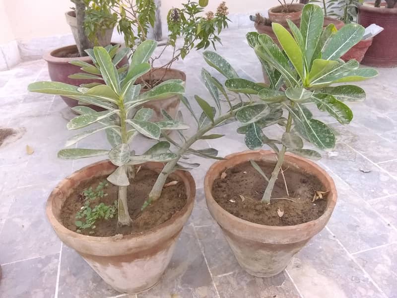Plants Pots. 2