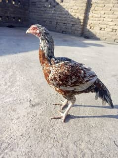 Aseel
