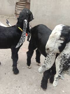 Bakra
