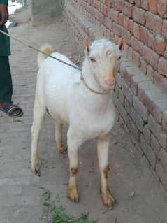 Teda