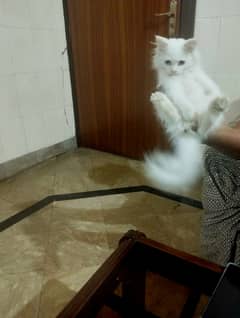 Russian cat hot sale olx