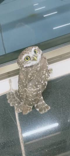 ollu