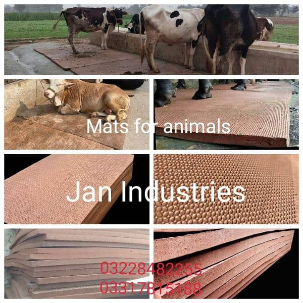 Milking Machines For Sale | Cows and buffalo's available on best price 4