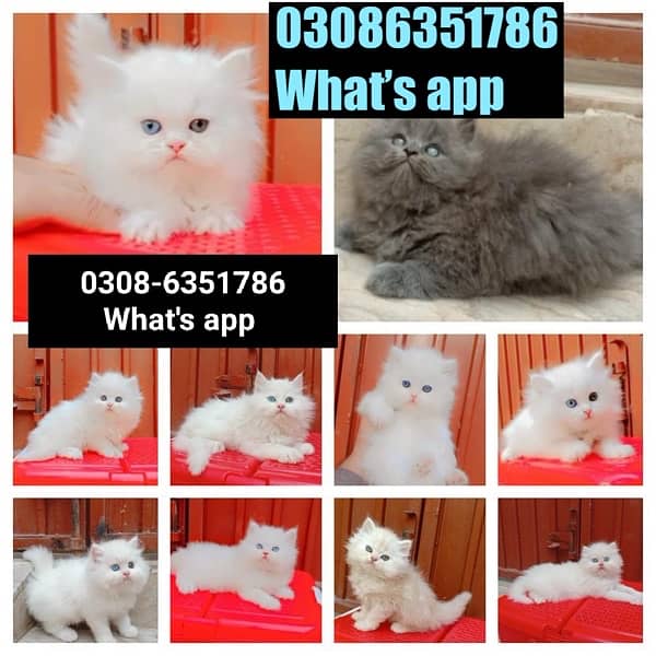 CASH ON DELIVERY (0308-6351786) Top Quality Persian kitten or cat Baby 2