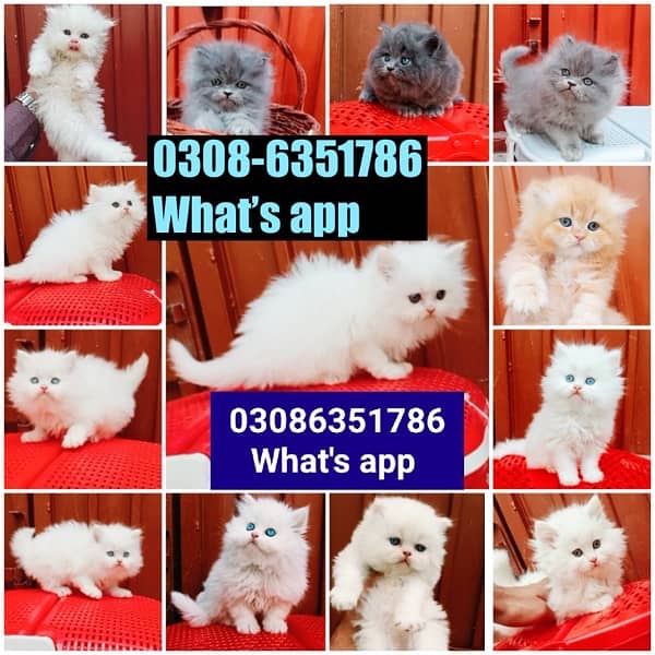 CASH ON DELIVERY (0308-6351786) Top Quality Persian kitten or cat Baby 5