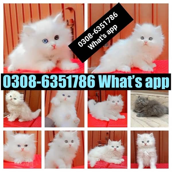 CASH ON DELIVERY (0308-6351786) Top Quality Persian kitten or cat Baby 6