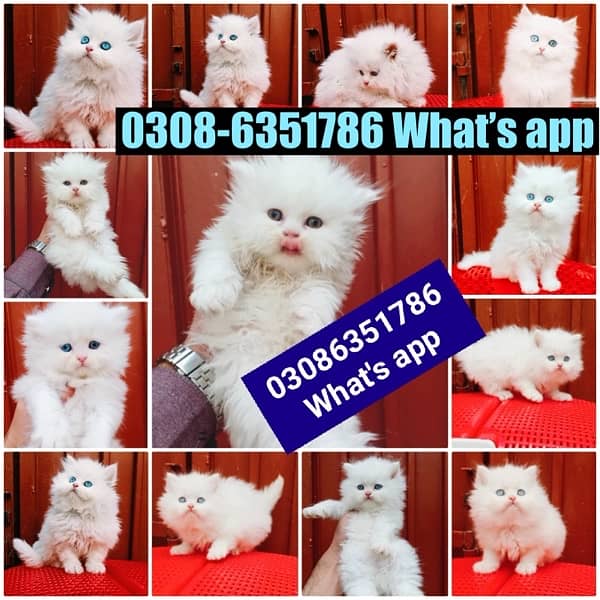 CASH ON DELIVERY (0308-6351786) Top Quality Persian kitten or cat Baby 12