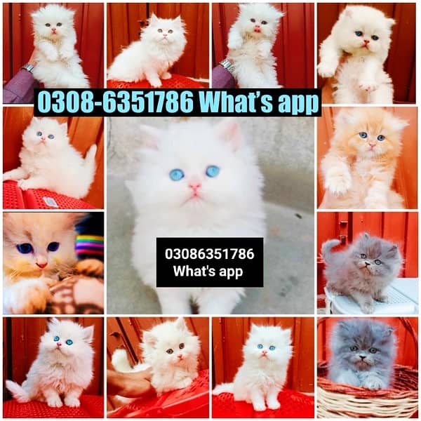 CASH ON DELIVERY (0308-6351786) Top Quality Persian kitten or cat Baby 14