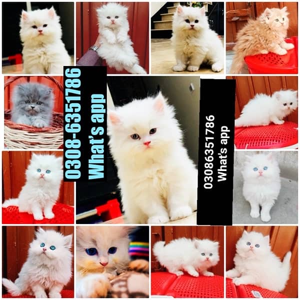 CASH ON DELIVERY (0308-6351786) Top Quality Persian kitten or cat Baby 15