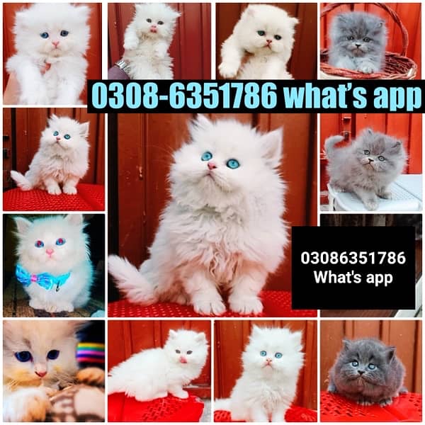 CASH ON DELIVERY (0308-6351786) Top Quality Persian kitten or cat Baby 16