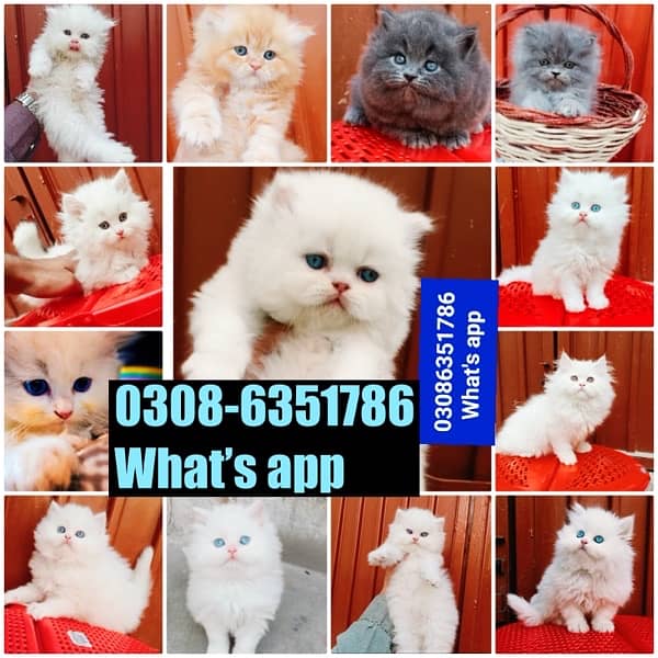 CASH ON DELIVERY (0308-6351786) Top Quality Persian kitten or cat Baby 5