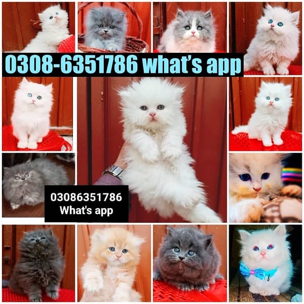 CASH ON DELIVERY (0308-6351786) Top Quality Persian kitten or cat Baby 15