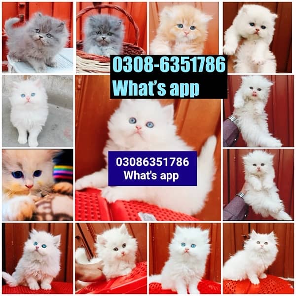 CASH ON DELIVERY (0308-6351786) Top Quality Persian kitten or cat Baby 14