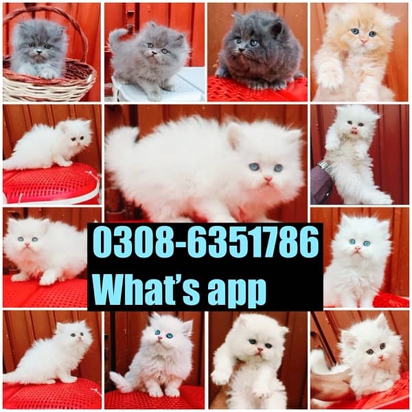 CASH ON DELIVERY (0308-6351786) Top Quality Persian kitten or cat Baby 12