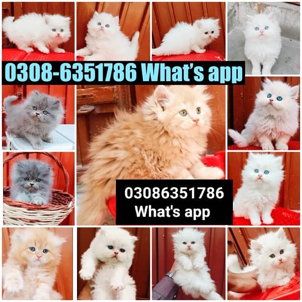 CASH ON DELIVERY (0308-6351786) Top Quality Persian kitten or cat Baby 11