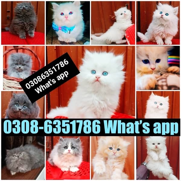 CASH ON DELIVERY (0308-6351786) Top Quality Persian kitten or cat Baby 13