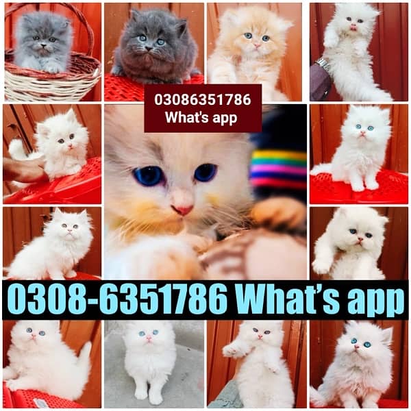 CASH ON DELIVERY (0308-6351786) Top Quality Persian kitten or cat Baby 14