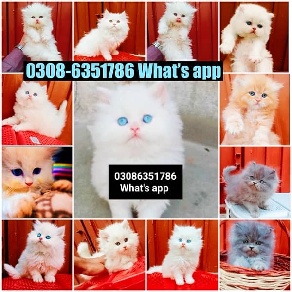 CASH ON DELIVERY (0308-6351786) Top Quality Persian kitten or cat Baby 15