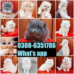 CASH ON DELIVERY (0308-6351786) Top Quality Persian kitten or cat Baby