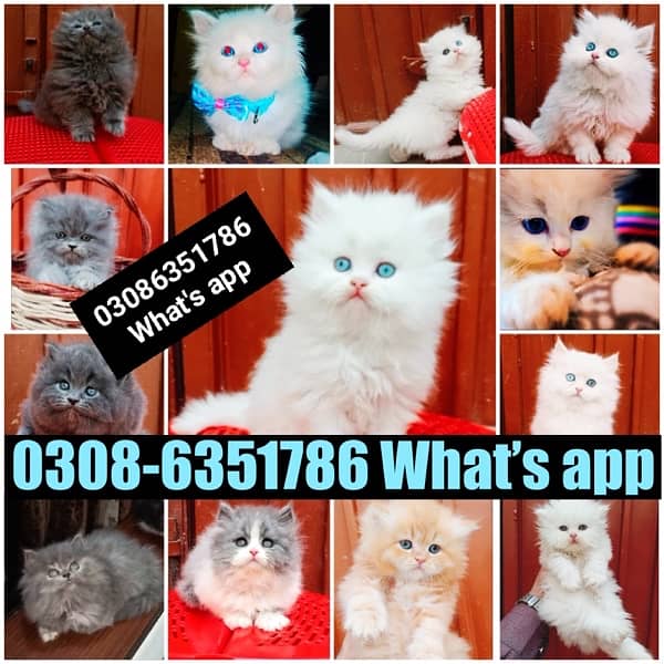 CASH ON DELIVERY (0308-6351786) Top Quality Persian kitten or cat Baby 10