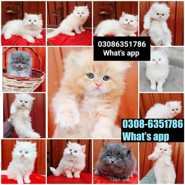 CASH ON DELIVERY (0308-6351786) Top Quality Persian kitten or cat Baby 2