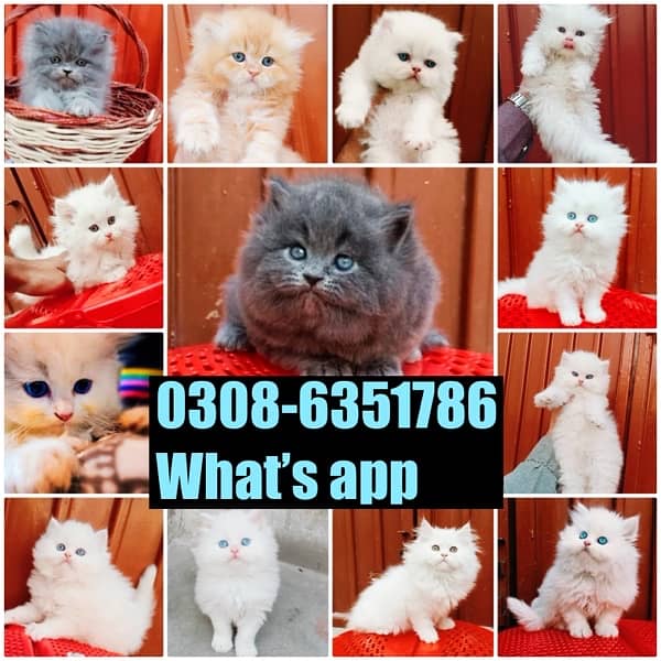 CASH ON DELIVERY (0308-6351786) Top Quality Persian kitten or cat Baby 16