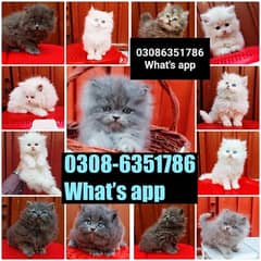 CASH ON DELIVERY (0308-6351786) Top Quality Persian kitten or cat Baby