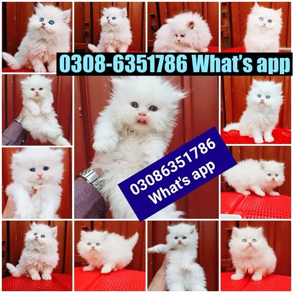 CASH ON DELIVERY (0308-6351786) Top Quality Persian kitten or cat Baby 8