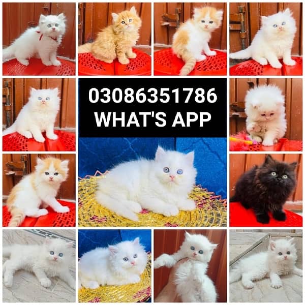 CASH ON DELIVERY (0308-6351786) Top Quality Persian kitten or cat Baby 15