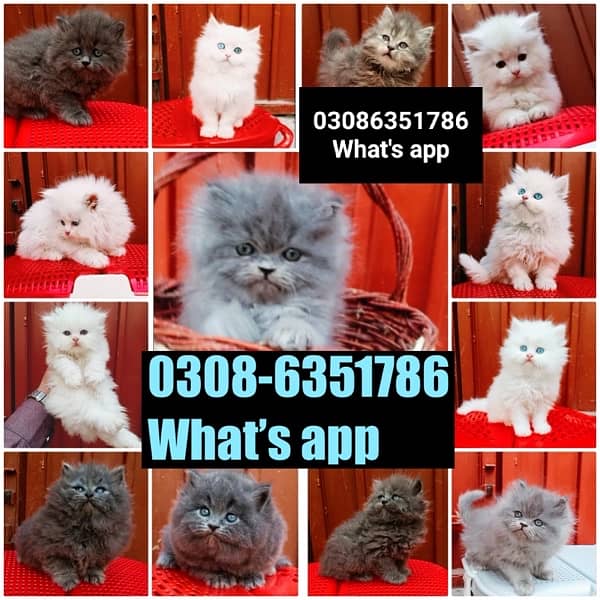 CASH ON DELIVERY (0308-6351786) Top Quality Persian kitten or cat Baby 10